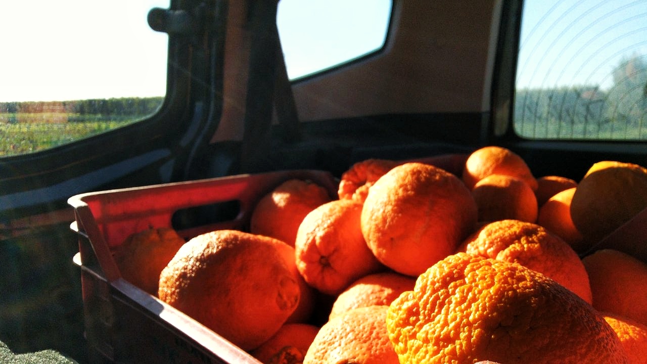 arance in automobile